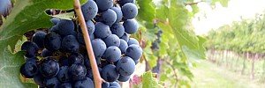 Come si produce il vino Marsala